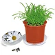 Marguerite